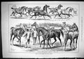Old 1885 Horse Show Hackney Stud Book Society Judging Thoroughbred St Victorian