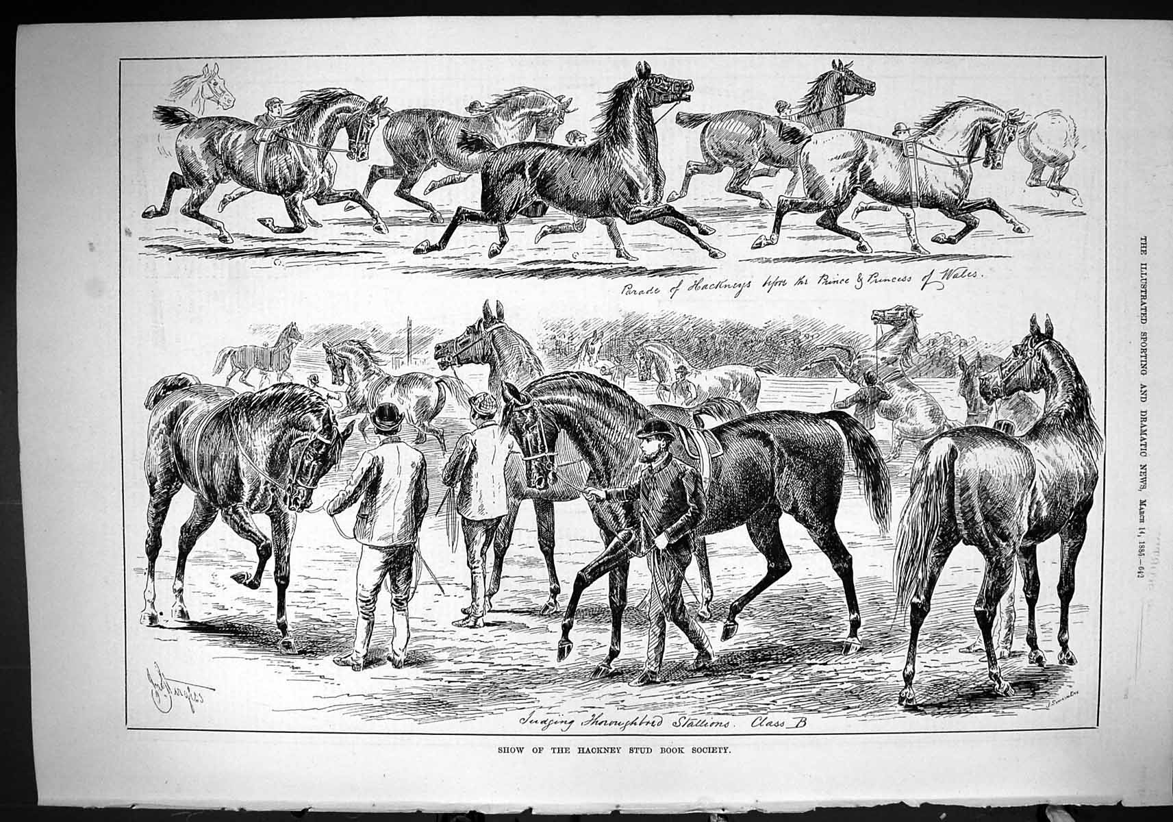 Old 1885 Horse Show Hackney Stud Book Society Judging Thoroughbred St Victorian