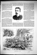 Old Sporting Dramatic News 1885 Newman Tiger Shooting India Hunting S Victorian
