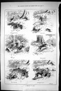 Antique Old Print Sporting Dramatic News 1885 Hunting Sport Hares Hounds Dogs