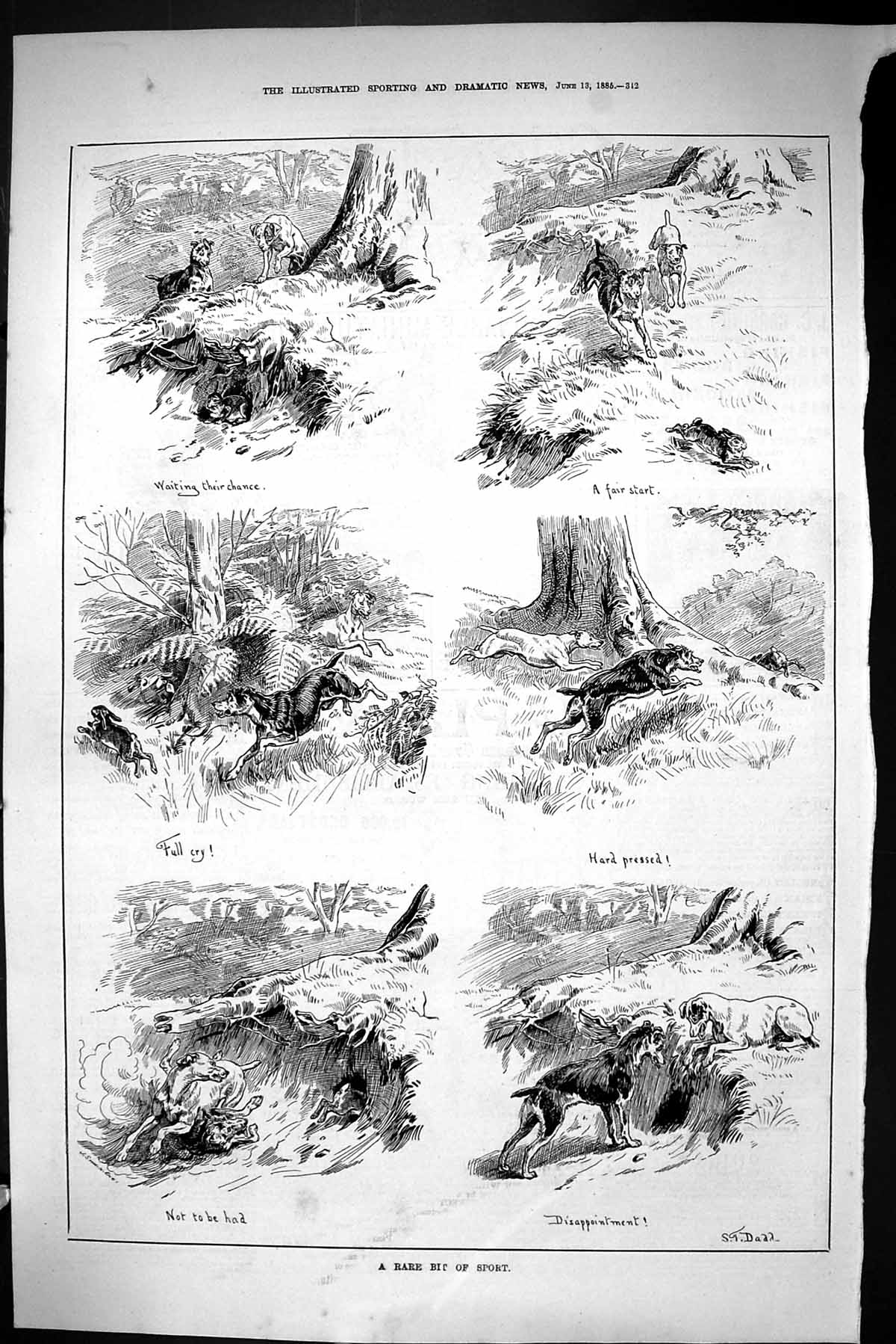 Antique Old Print Sporting Dramatic News 1885 Hunting Sport Hares Hounds Dogs
