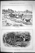 Old Sporting Dramatic News 1885 Peep Epping Forest Hunting Shooting P Victorian