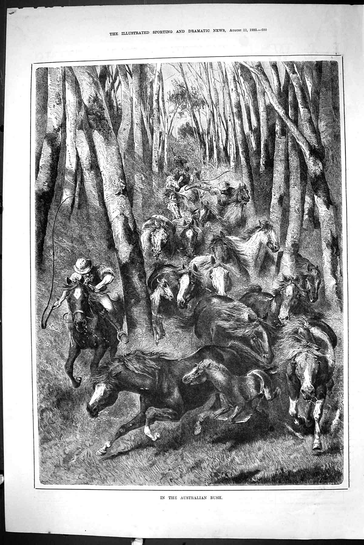 Old Sporting Dramatic News 1885 Australian Bush Wild Horses Fine Art Victorian