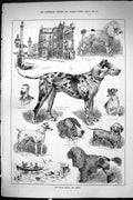 Old Sporting Dramatic News 1885 Ryde Royal Dog Show Poodle Bennett La Victorian