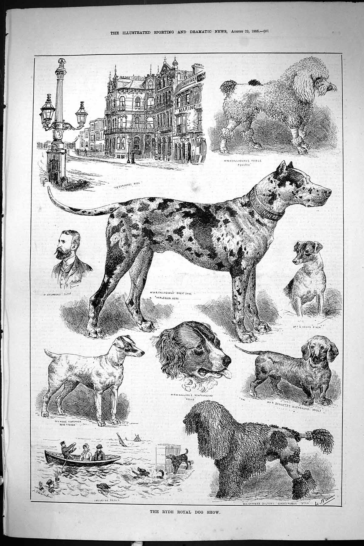 Old Sporting Dramatic News 1885 Ryde Royal Dog Show Poodle Bennett La Victorian