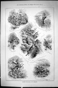 Old Sporting Dramatic News 1885 Hunting Wild Cat Arkansas Grouse Quai Victorian