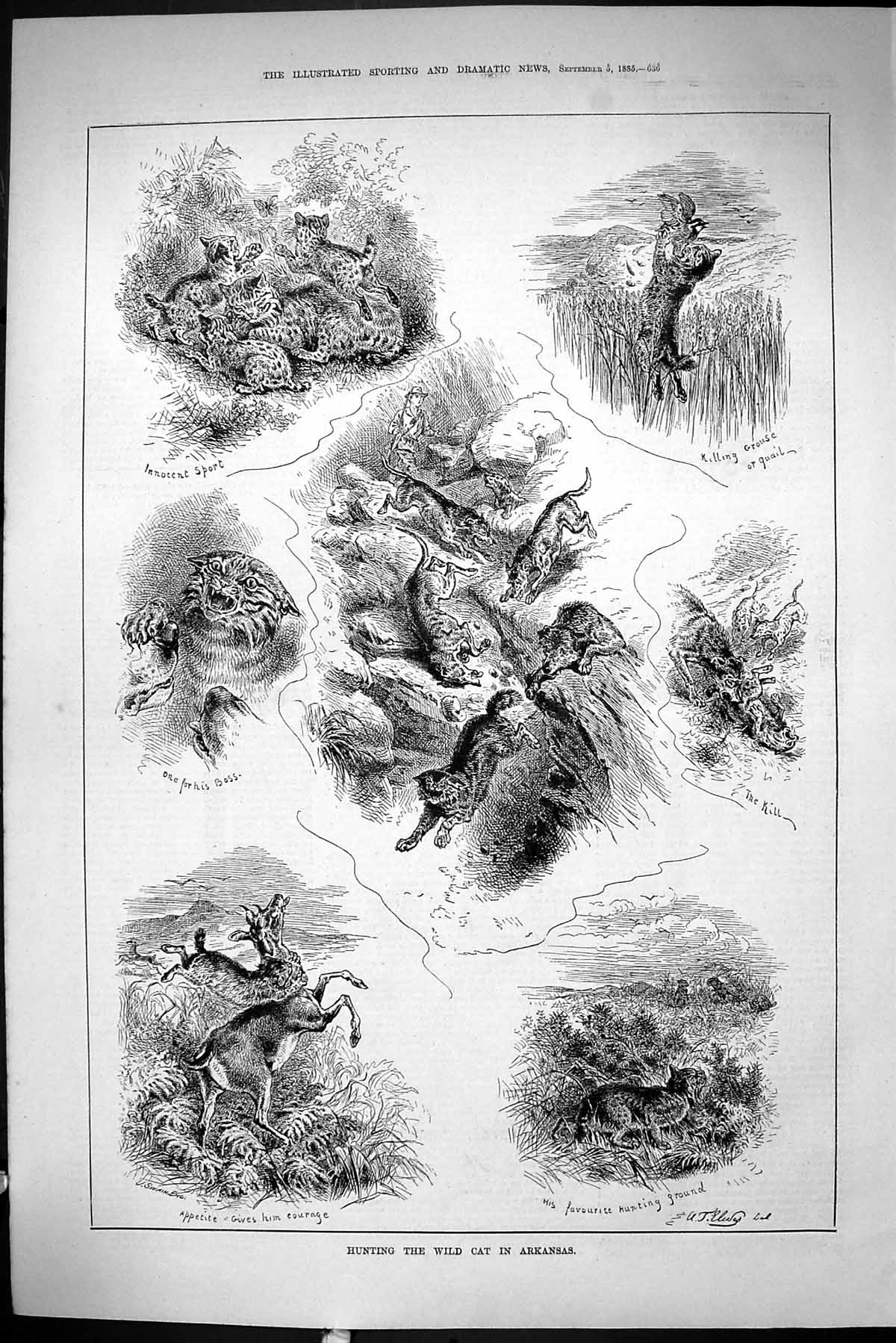 Old Sporting Dramatic News 1885 Hunting Wild Cat Arkansas Grouse Quai Victorian