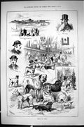 Old Sporting Dramatic News 1885 Jersey Dog Show Judge Nicolle Fox Ter Victorian