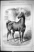 Old Print Sporting Dramatic News 1885 Lord Harem Stallion Horse Sturgess 19th