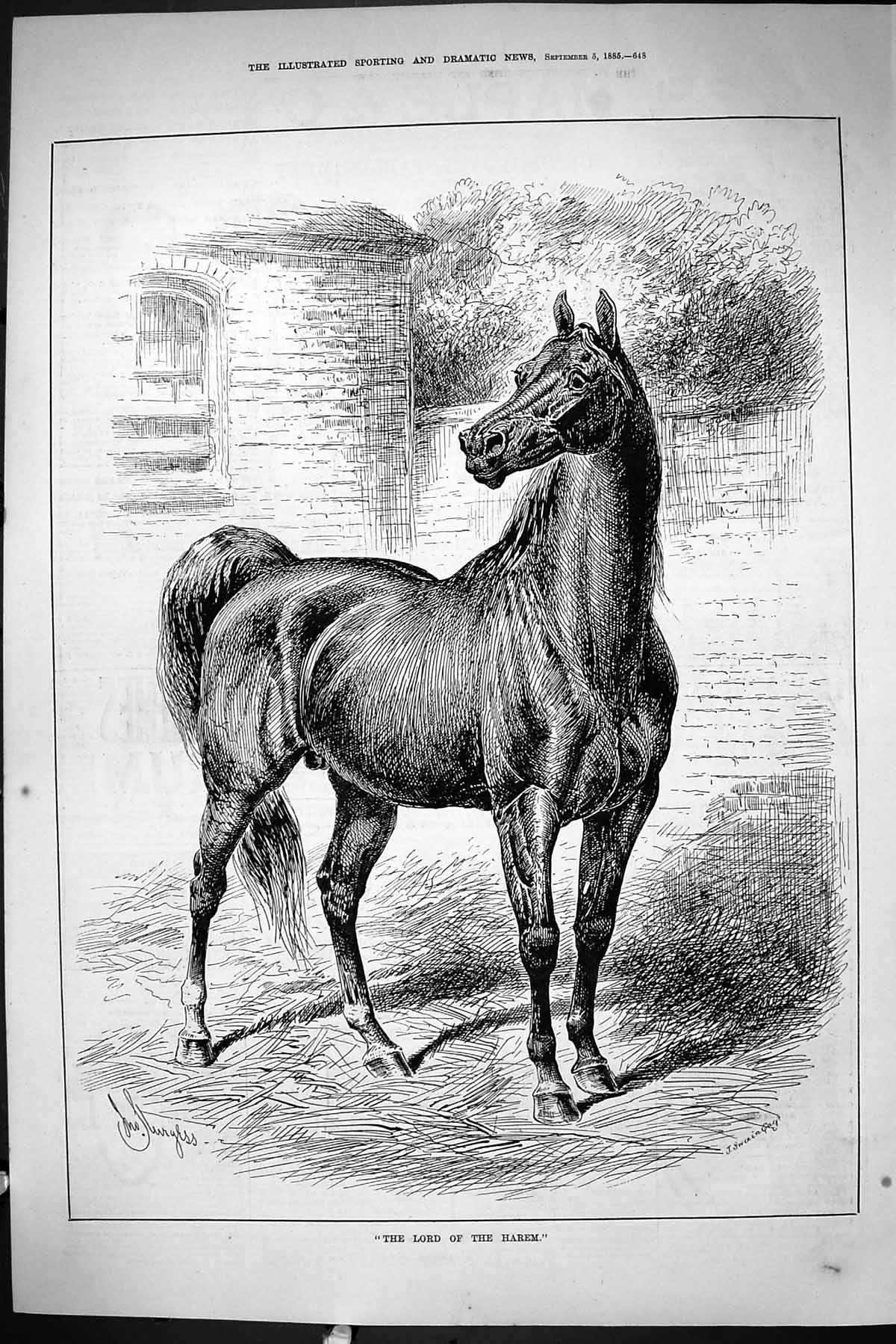 Old Print Sporting Dramatic News 1885 Lord Harem Stallion Horse Sturgess 19th