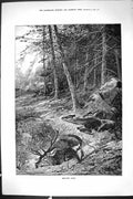 Old Sporting Dramatic News 1885 Brought Down Deer Stag Hunting Shooti Victorian