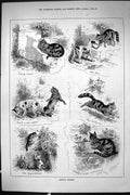 Old Sporting Dramatic News 1885 Natural Enemies Cats Dogs Garden Wall Victorian