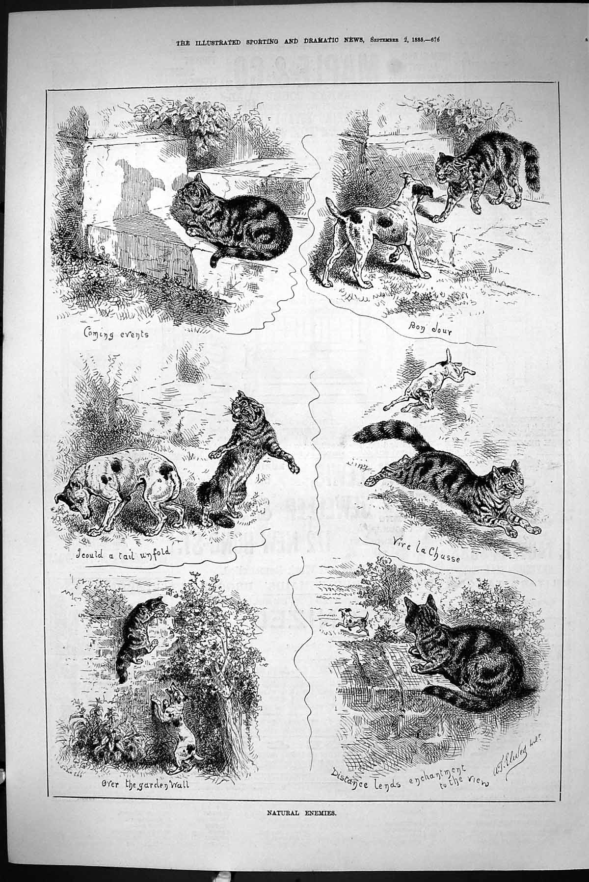 Old Sporting Dramatic News 1885 Natural Enemies Cats Dogs Garden Wall Victorian