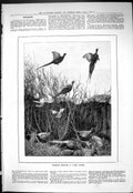 Old Sporting Dramatic News 1885 Pheasant Shooting Hunting Birds Sport Victorian