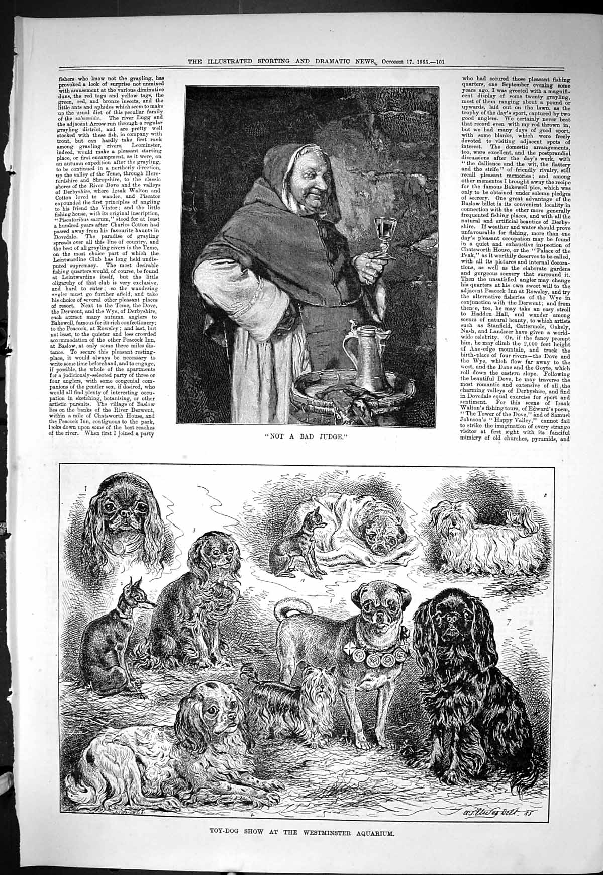 Antique Print Sporting Dramatic News 1885 Toy Dog Show Westminster Aquarium