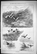 Old Sporting Dramatic News 1885 Snipe Shooting Hunting Blue Hawk Bird Victorian