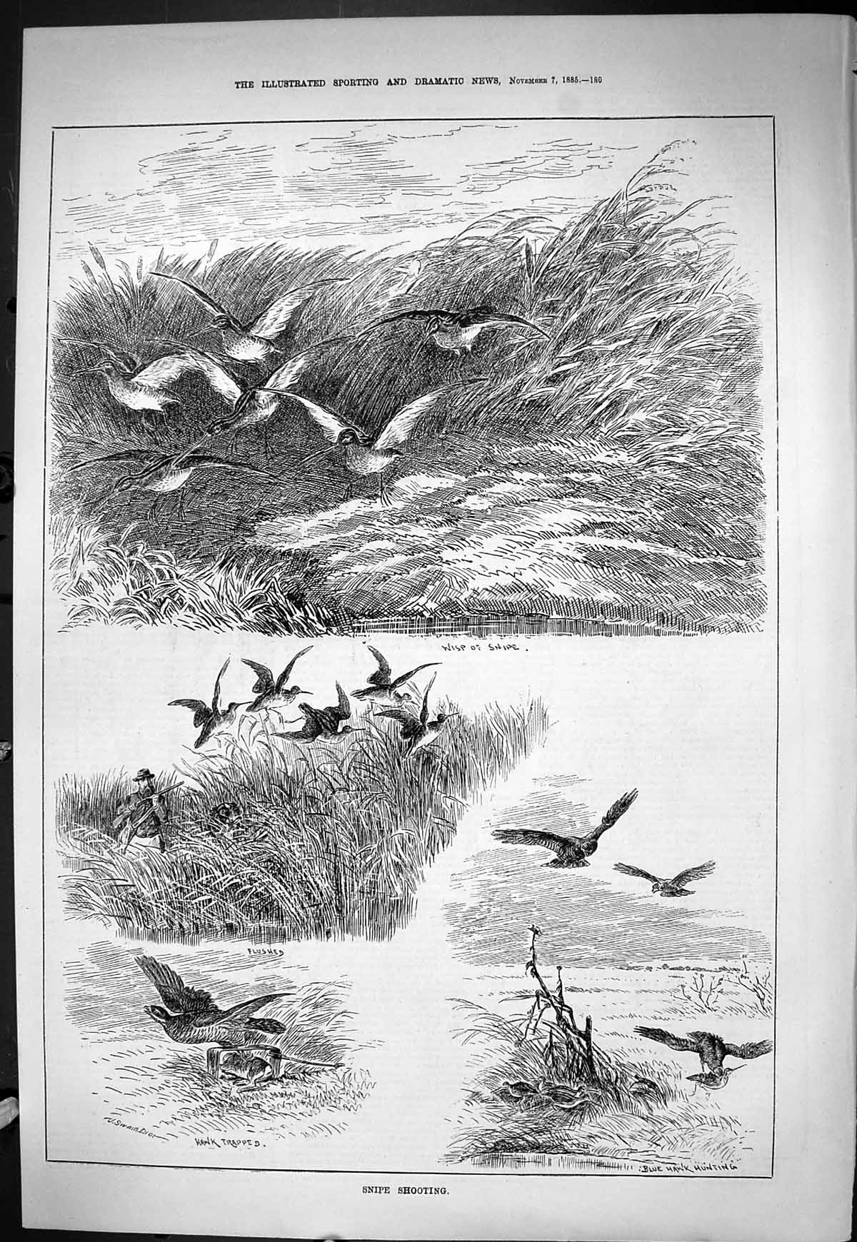 Old Sporting Dramatic News 1885 Snipe Shooting Hunting Blue Hawk Bird Victorian