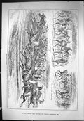 Old Sporting Dramatic News 1885 Cambridgeshire Horse Racing Sport Joc Victorian