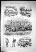 Old Damaged Sporting News 1885 Burmah Jungle Elephant Meechin Plains Victorian