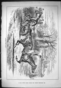 Old Sporting Dramatic News 1885 Horse Jumping Jockey Fall Fence Sport Victorian