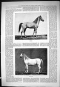 Old Sporting Dramatic News 1885 Stud Horses King Wurtemberg Djerid De Victorian