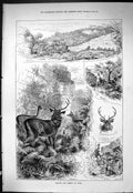 Old Sporting Dramatic News 1885 Hunting Driving Sambur India Deer Swa Victorian
