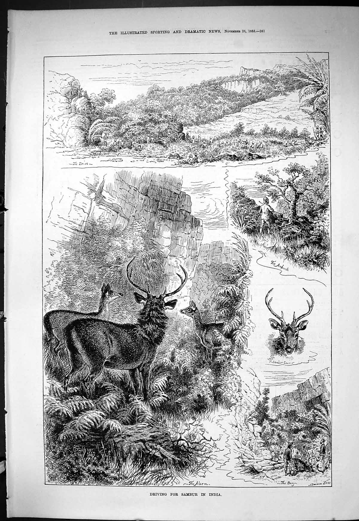 Old Sporting Dramatic News 1885 Hunting Driving Sambur India Deer Swa Victorian