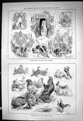 Old 1885 Poultry Show Birds Crystal Palace Soudan Relics Drury Lane T Victorian