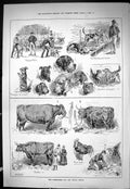 Old Sporting Dramatic News 1885 Brimingham Dog Cattle Show Bloodhound Victorian