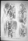 Old Sporting Dramatic News 1885 Sandown Park Horse Racing Sport Olant Victorian