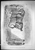 Old Antique Print Sporting Dramatic News 1885 Fit Horse Stable Jockey Men 19th