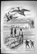 Old Sporting Dramatic News 1886 Plover Shooting Birds Hunting Winter Victorian