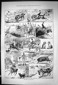 Old Sporting Dramatic News 1886 Signs Zodiac Hunting Gemini Libra Cap Victorian