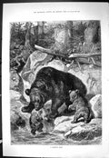Old Print Sporting Dramatic News 1886 Morning Bath Wild Brown Bears River 19th