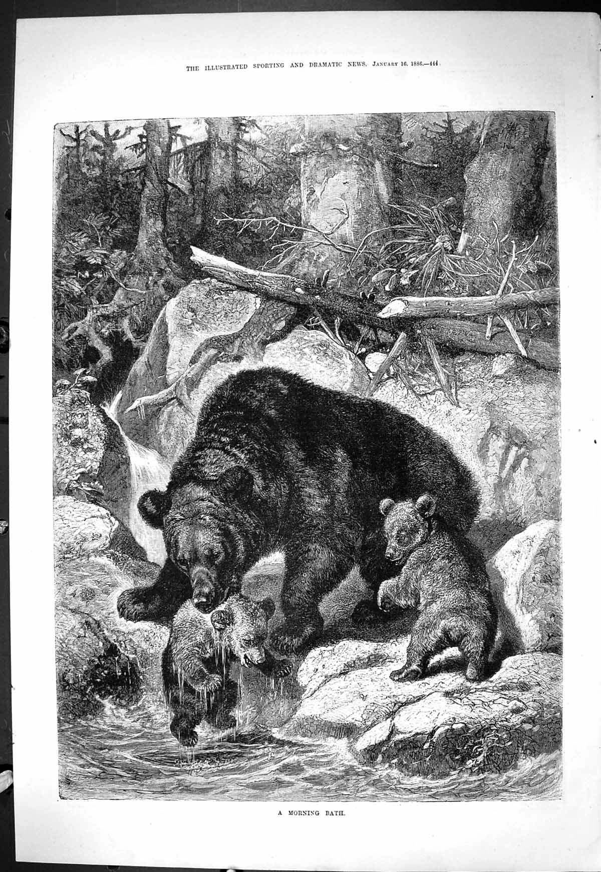 Old Print Sporting Dramatic News 1886 Morning Bath Wild Brown Bears River 19th