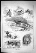 Old Sporting Dramatic News 1886 Roebuck Shooting Hunting Shooting Spo Victorian