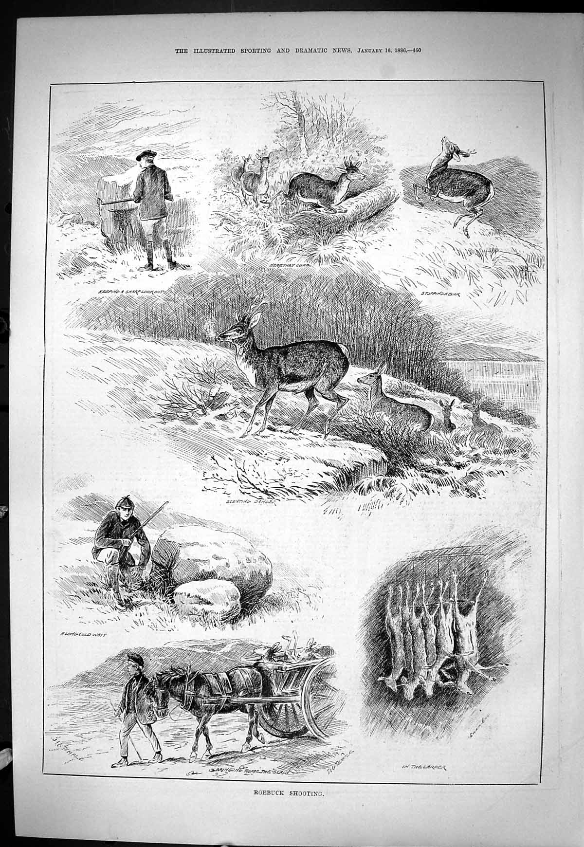 Old Sporting Dramatic News 1886 Roebuck Shooting Hunting Shooting Spo Victorian