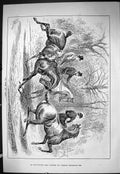 Old Sporting Dramatic News 1886 Fat Fresh Frisky Hunting Horses Count Victorian