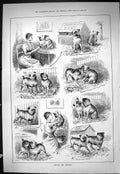 Old Sporting Dramatic News 1886 Ringing Changes Dogs Wain Captious Cr Victorian