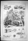 Antique Print Sporting Dramatic News 1886 Bear Hunting Dakota Nick Shanty B