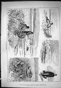 Old Sporting Dramatic News 1886 Fen Bird Shooting Curlew Stalking Hun Victorian