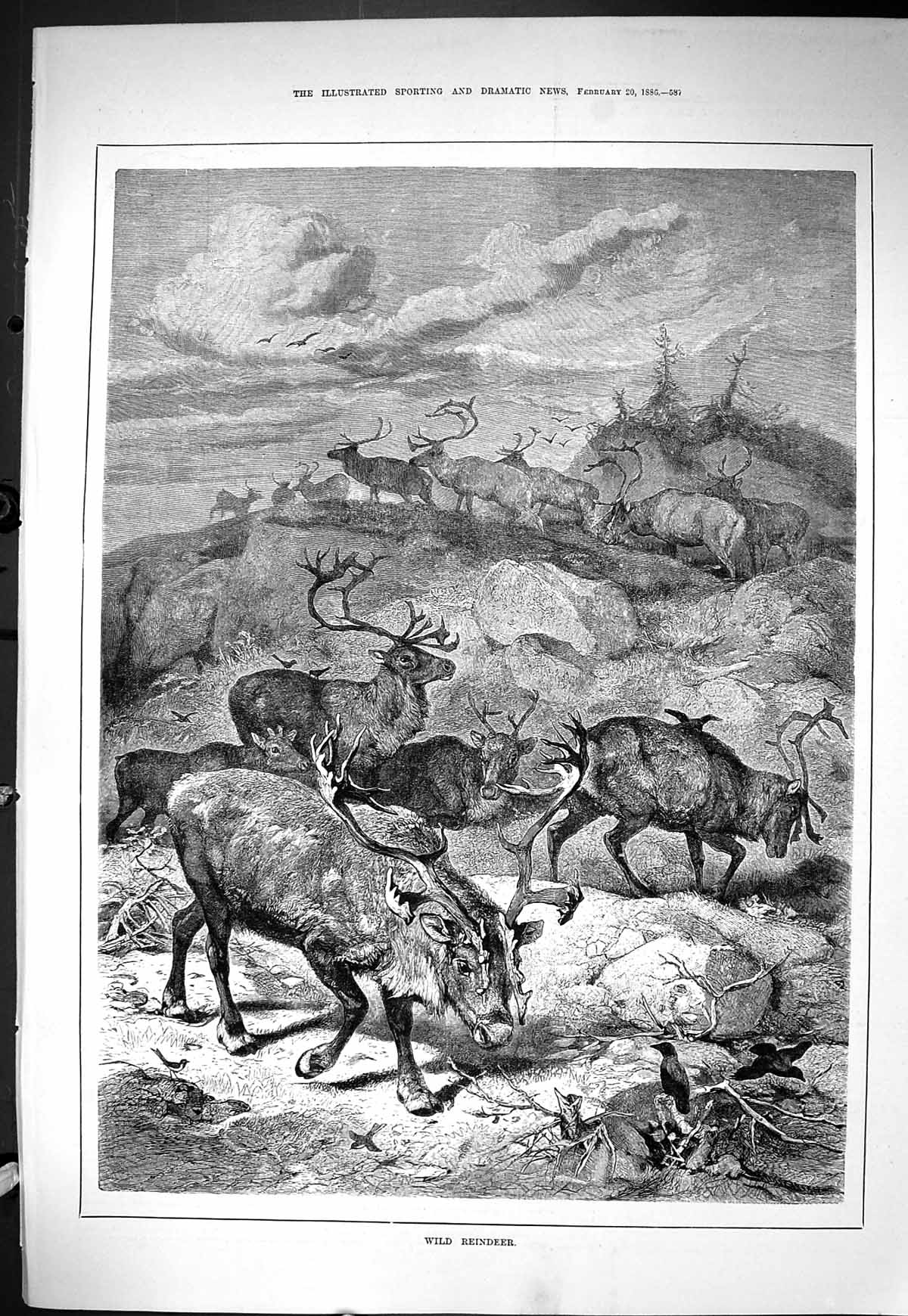 Old Print Sporting Dramatic News 1886 Wild Reindeer Horns Mountains Birds 19th