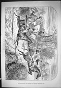 Old Sporting Dramatic News 1886 Jockeys Horse Racing Jumping Hedges S Victorian