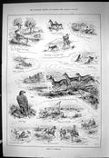 Old Sporting Dramatic News 1886 Sport Colorado Bald Eagle Crow Creek Victorian