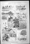 Old Sporting Dramatic News 1886 English Tobacco Cultivation Kentucky Victorian