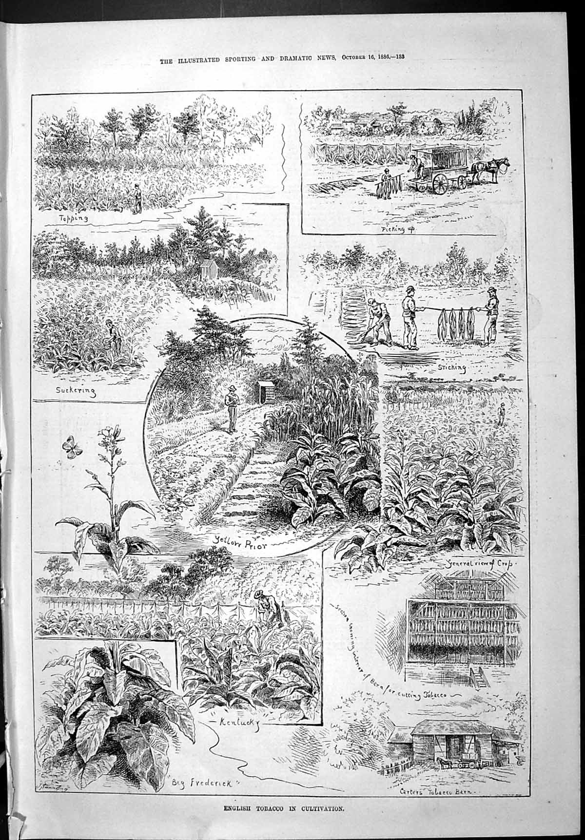 Old Sporting Dramatic News 1886 English Tobacco Cultivation Kentucky Victorian