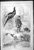 Old Sporting Dramatic News 1886 Pheasant Shooting Birds Hunting Sport Victorian