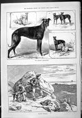 Old Sporting Dramatic News 1886 Ringmer Greyhounds Dogs Seagull Shoot Victorian
