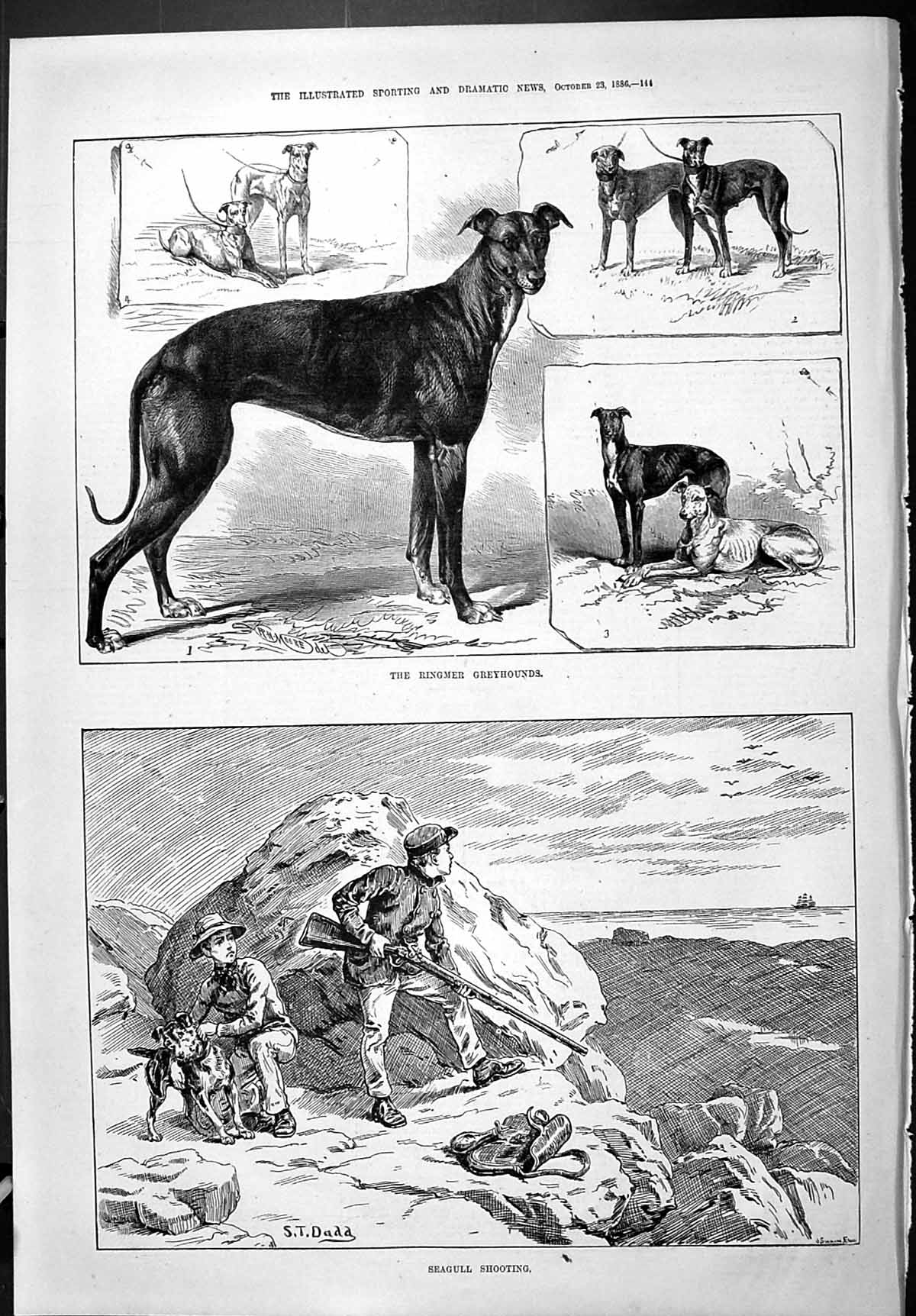Old Sporting Dramatic News 1886 Ringmer Greyhounds Dogs Seagull Shoot Victorian