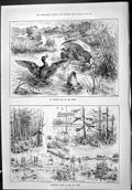 Old 1886 Ducks Autumn Day River Canada Sport Fishing Pigeon Hunting P Victorian